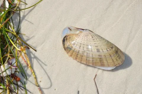 Shells 3 Stock Photos