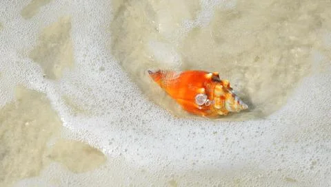 Shells 5 Stock Photos