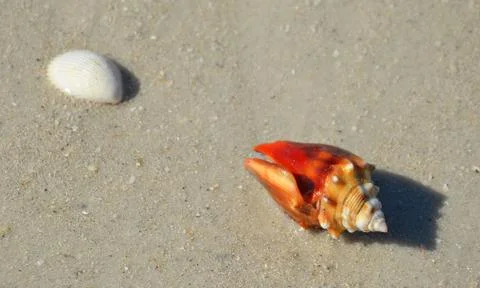 Shells 6 Stock Photos