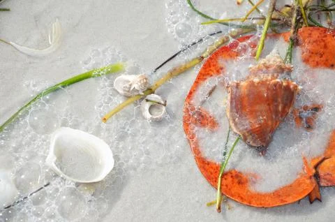 Shells 7 Stock Photos