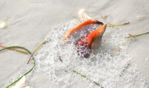 Shells 8 Stock Photos