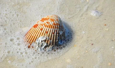 Shells 9 Stock Photos