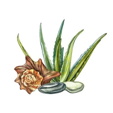 Shells, aloe vera and spa stones. SPA concept. Watercolor illustrations Stock Illustration