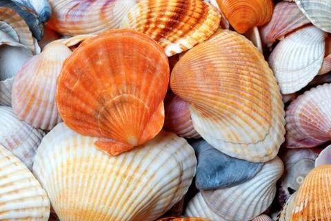 Shells of anadara and scallop Stock Photos