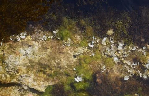 Shells and algae on the seabed. Stock Photos