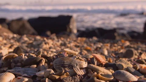 Shells and Beach Video stock 248583475