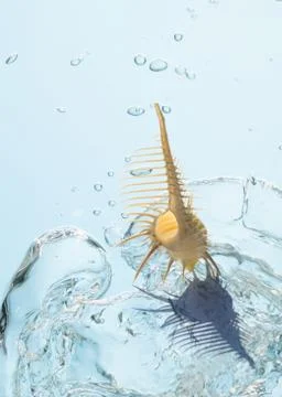 Shells and bubbles Stock Photos