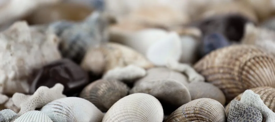 Shells and conches texture Stock Photos