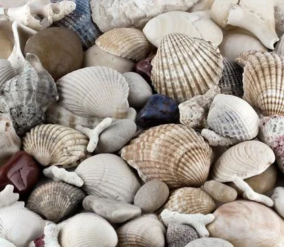 Shells and conches texture Stock Photos