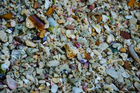 Shells and coral on the beach Stock Photos