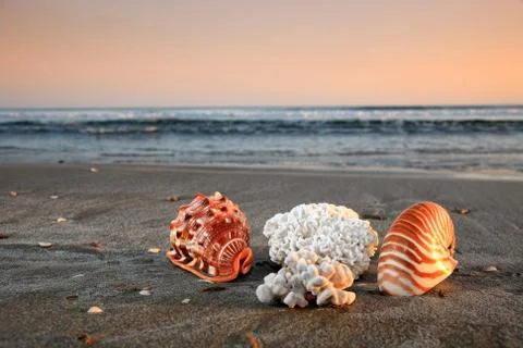 Shells and corals on a beach Stock Photos