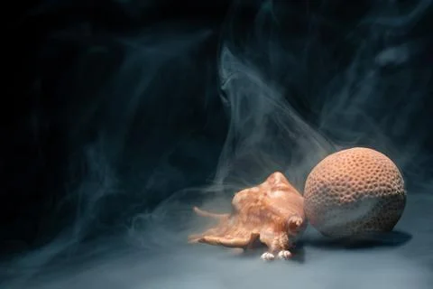 Shells and corals in smoke on a dark background under the light of a spotlight Stock Photos