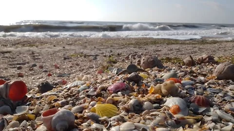 Shells and fish bones on the seashore Stock Footage 170351816