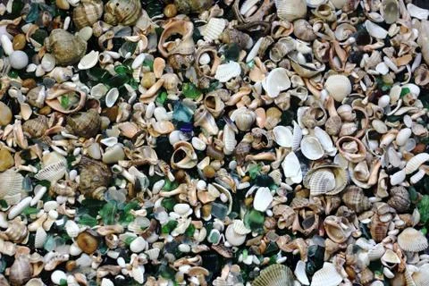 Shells and  glass background Stock Photos