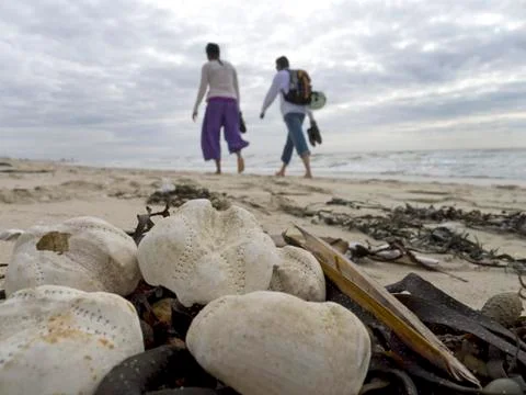 Shells and hake on the beach Фото