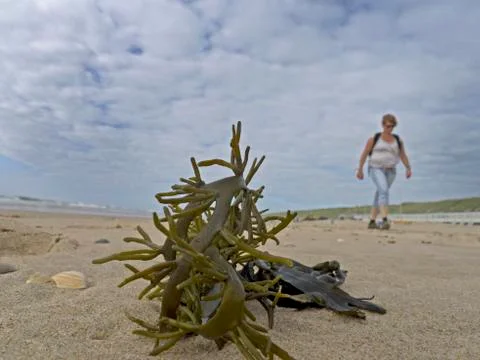 Shells and hake on the beach Stock Photos