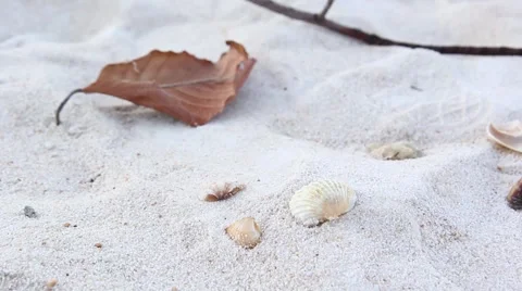 Shells and leafs on white sand beach surface, dolly shot Stock Footage 45325179
