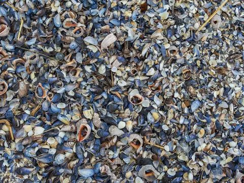 Shells and mussels background. Stock Photos