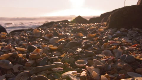 Shells and Ocean Video stock 248582790