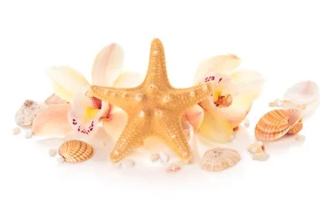 Shells and orchids. Stock Photos