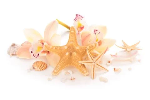 Shells and orchids. Stock Photos