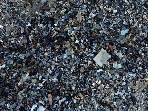Shells and other debris scattered on the shore of a beach near the ocean during 스톡 사진