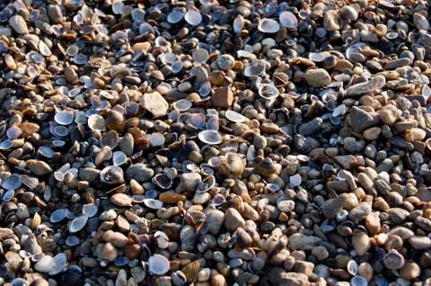 Shells and pebbles. Stock Photos