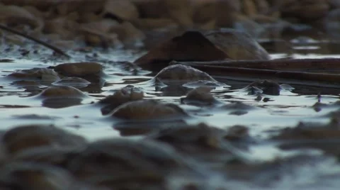 Shells and pebbles on the pink lake in the senegal Video stock 52556646