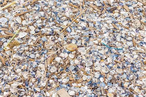 Shells and plastic cap Background of shells and sea debris and plastic cap... Stock Photos