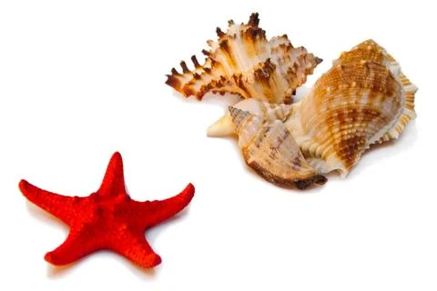 Shells and red star Shells and red star isolated on white with shadows Cop... Fotos Stock