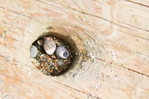 Shells and rocks in drift wood Stock-Fotos