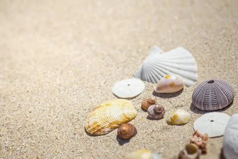 Shells and sand An image of some nice shells in the sand Copyright: xZoona... Stockfoto's