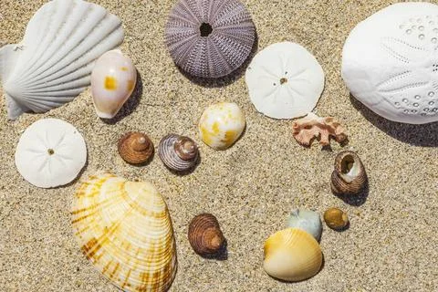 Shells and sand An image of some nice shells in the sand Copyright: xZoona... Stock Photos