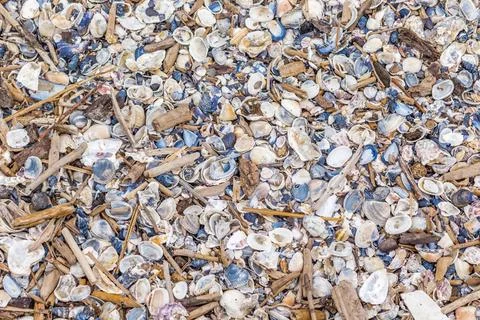 Shells and sea debris Background of shells and sea debris Copyright: xZoon... Stock Photos