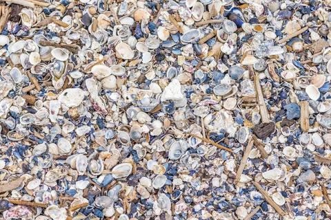 Shells and sea debris Background of shells and sea debris Copyright: xZoon... Stock Photos