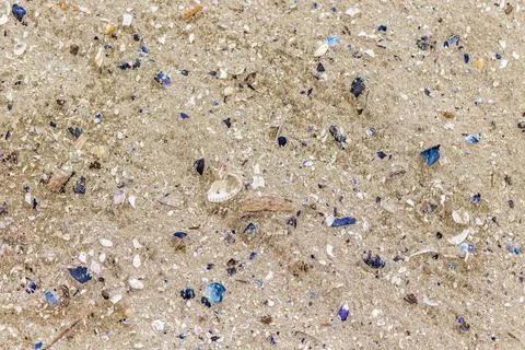 Shells and sea debris Background of shells and sea debris Copyright: xZoon... Stock Photos