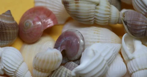 Shells and sea snails 스톡 동영상 234223595