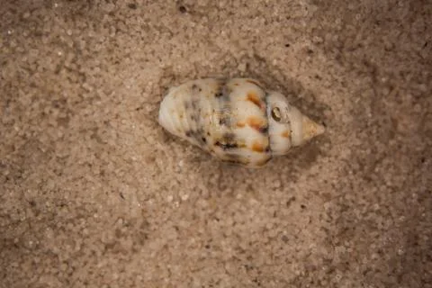 Shells and sea snails Stock Photos