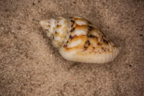 Shells and sea snails Stock Photos