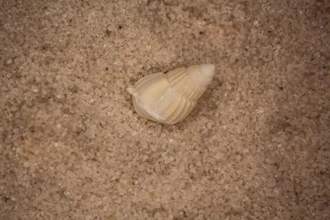 Shells and sea snails Stock Photos