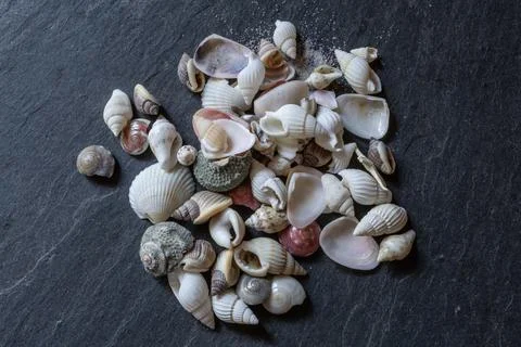 Shells and sea snails Stock Photos