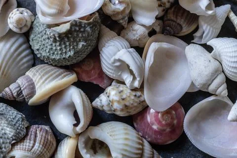 Shells and sea snails Stock Photos