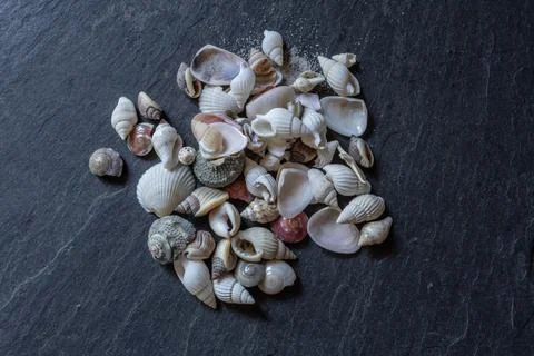 Shells and sea snails Stock Photos