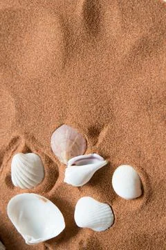 Shells and a small conch found on the beach Stock Photos