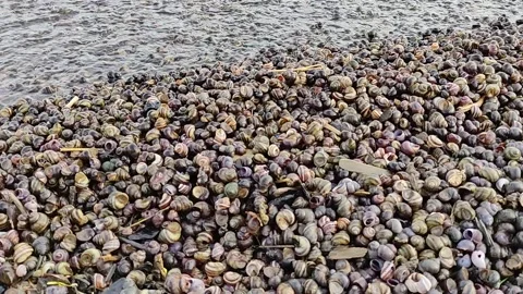 Shells and snails thrown ashore by a wave. Stock Footage 155400655