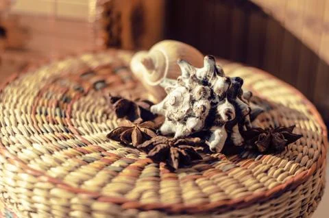 Shells and star anise Stock Photos