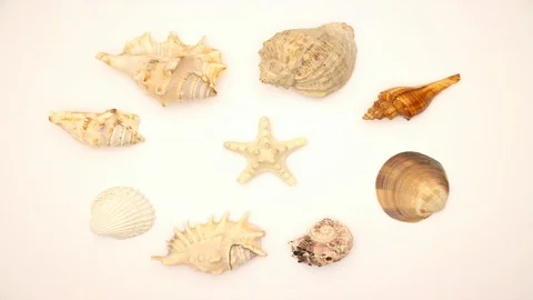 Shells and the Star in the middle - Stop motion animation Stock Footage 103979247