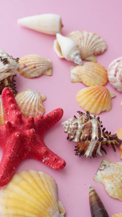 Shells and starfish arranged on a pink surface Stock Footage 328389743