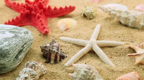 Shells and starfish on beach Stock Footage 32663053