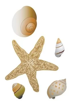 Shells and Starfish Stock Illustration
